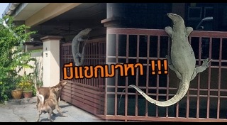 ตัวเงินตัวทองเข้าบ้าน 